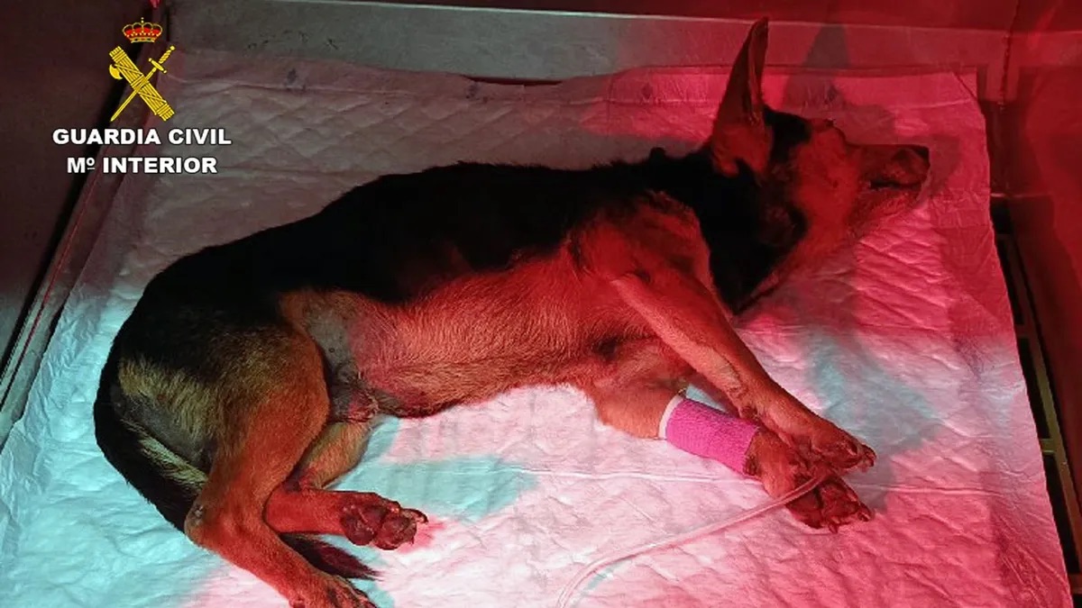 Investigan a dos personas por un presunto caso de maltrato animal tras arrojar a un perro herido a un contenedor en Torre Pacheco