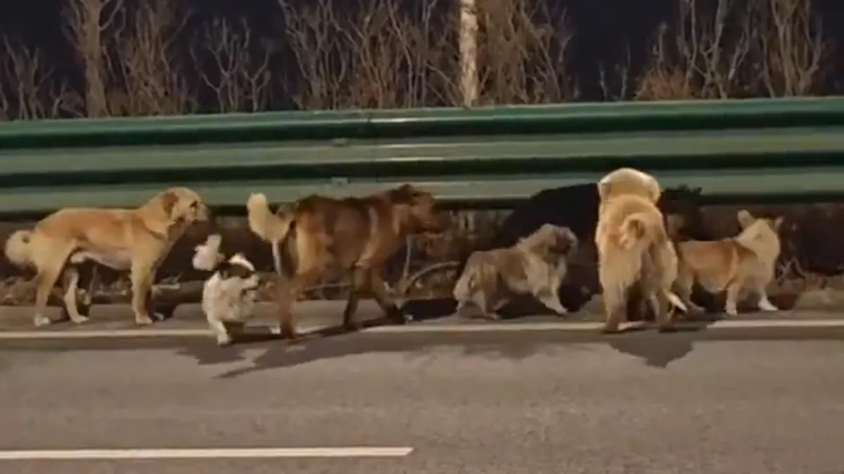Siete perros robados en China logran escapar y recorren 17 kilómetros para volver con sus dueños