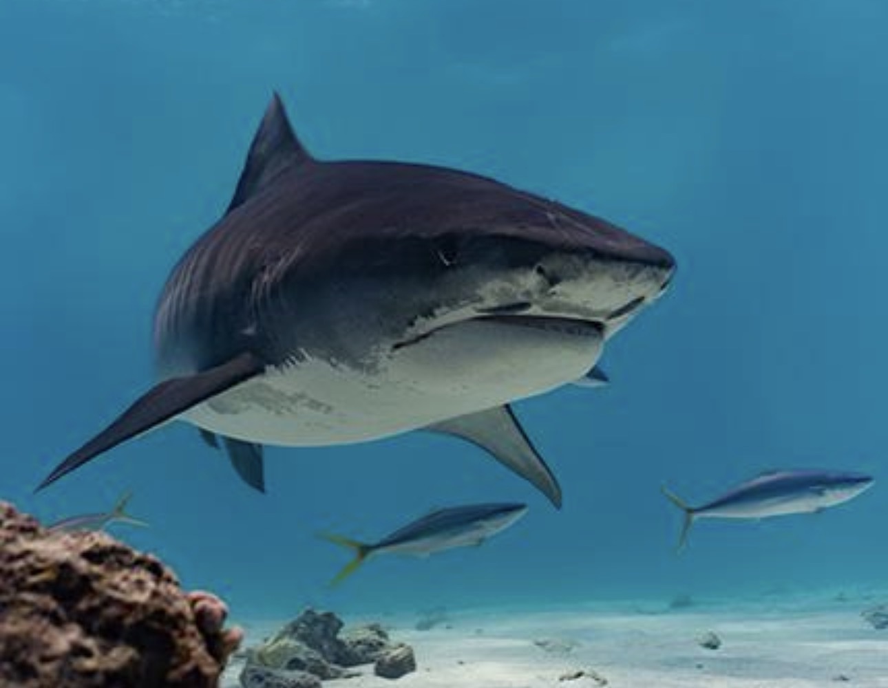 La familia del turista español atacado por un tiburón en Maldivas denunciará a la empresa que organizó la excursión