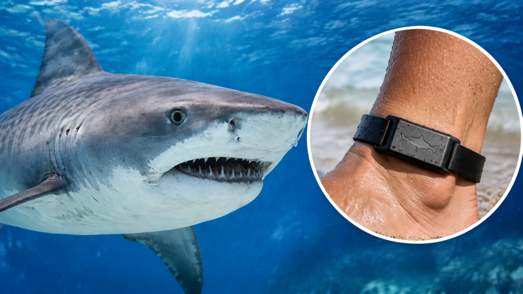 Muere una nadadora de 65 años tras un ataque de tiburón en Sudáfrica pese a llevar una pulsera magnética repelente
