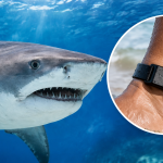 Muere una nadadora de 65 años tras un ataque de tiburón en Sudáfrica pese a llevar una pulsera magnética repelente