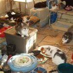 Detenida una mujer en Vélez-Málaga tras rescatar a 61 perros y gatos que vivían en condiciones extremas
