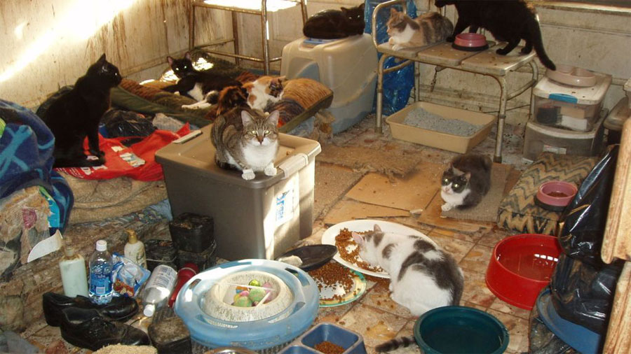 Detenida una mujer en Vélez-Málaga tras rescatar a 61 perros y gatos que vivían en condiciones extremas